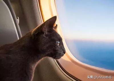飞机托运猫咪流程，需要办理什么手续
