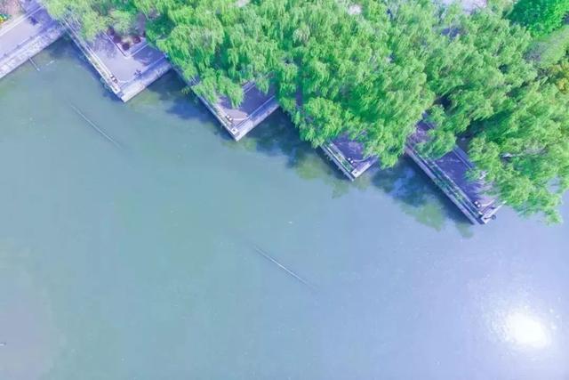 武汉大学的樱花，武汉大学赏樱花去哪里（报！武汉大学早樱开了）