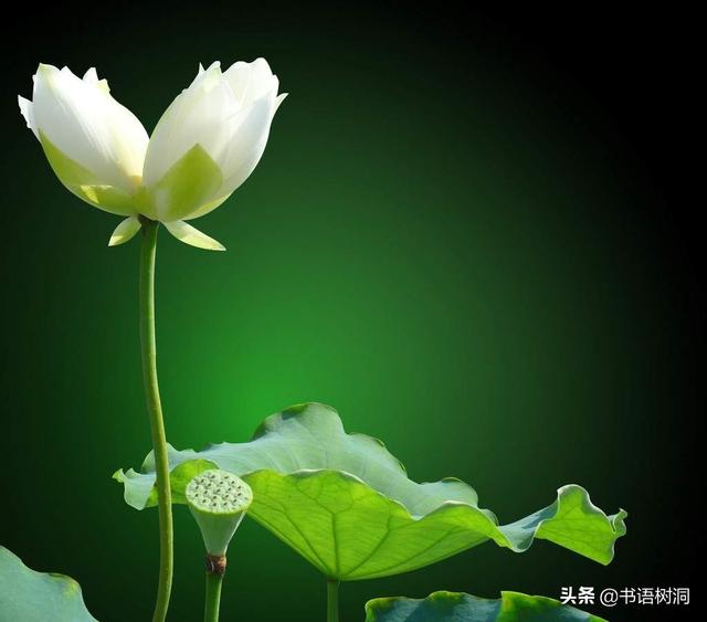 各种彼岸花的花语，十大诅咒之花花语
