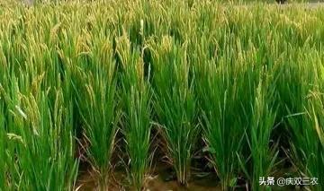 为什么同样多的谷粒重量却不一样，谷粒结构图