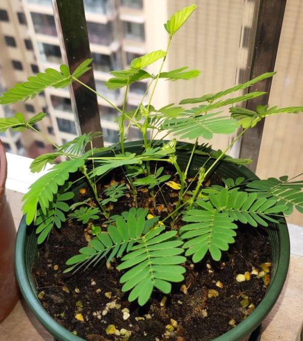 含羞草的生长过程，含羞草的生长规律及生长环境