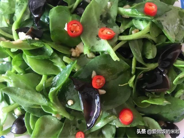 凉拌田七菜的做法，饭店的名菜凉拌田七为什么好吃（凉拌田七菜正宗做法）