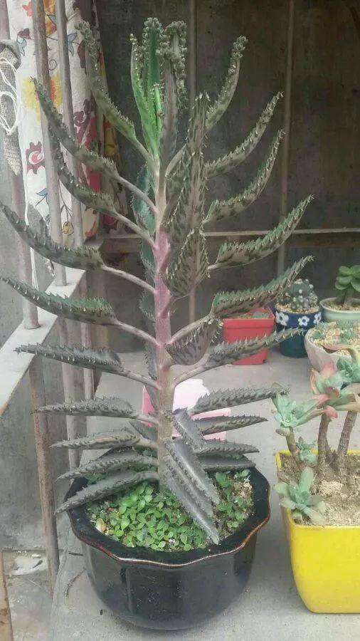 养着省心颜值高又爱长爆盆的多肉，这些多肉大普货