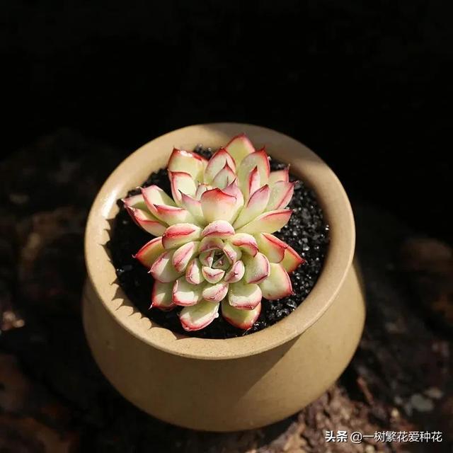 多肉花月夜外形介绍，12种多肉花月夜系多肉