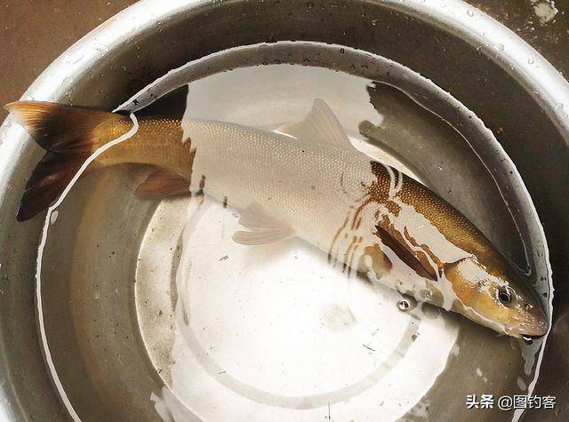 野生云南裂腹鱼，大理洱源发现野生云南裂腹鱼