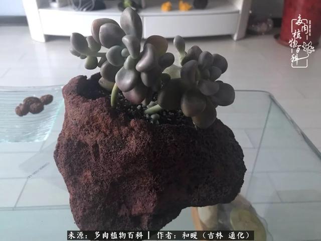 买肉，买肉的正确方法和注意事项