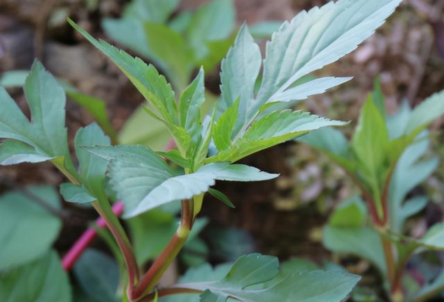 云南小苦菜煮多久，野生凉拌苦菜最好吃的做法