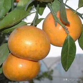 福建漳州南靖出名的美食店，漳州南靖县8大推荐美食