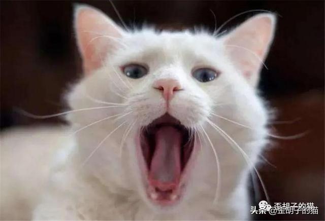 猫咪嘴臭怎么去除，猫咪口臭怎么办