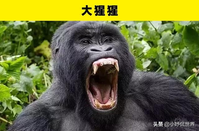 咬合力最强的动物，咬合力最强的12种动物（地球史上最强悍的生物——巨齿鲨）