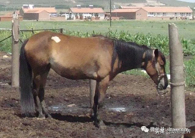 世界十大品种名马，世界上最强的五种马