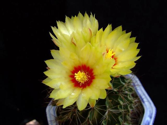 开花最好看的仙人球品种排名，仙人掌的花季来了