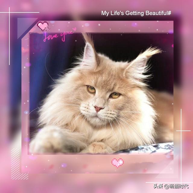 烟色是什么颜色，成年缅因猫的五种稀有颜色