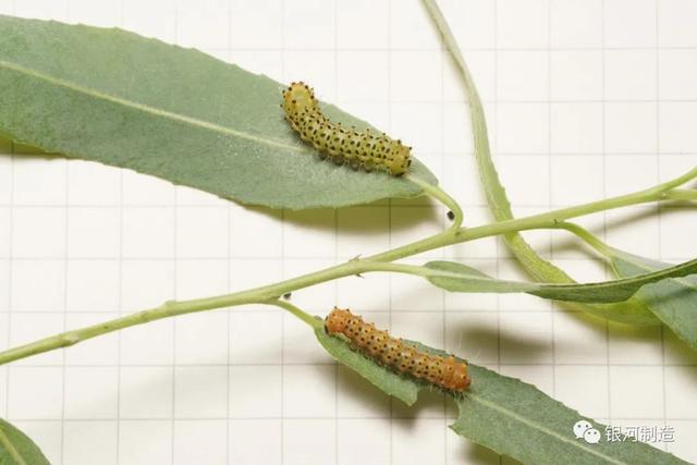 有哪些常见的飞蛾，自然记录蛾生一瞬