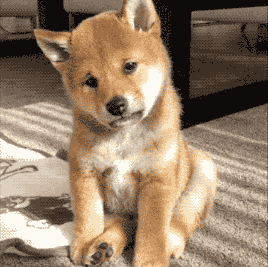 阿拉斯加犬小时候，狗一般有几个月就长成大狗了（毛茸茸的一团太可爱了吧）