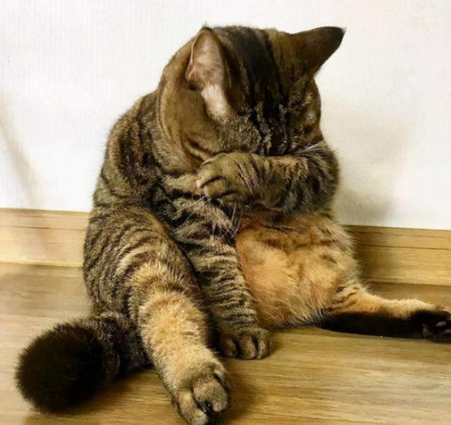猫寄生虫多的时候猫咪症状，说明体内爬满了“虫子”