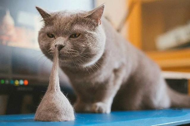 10种最聪明的卷毛猫，人气超高却买不起的猫