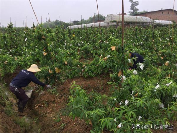 桃树全年施肥表，桃子树什么时候施肥