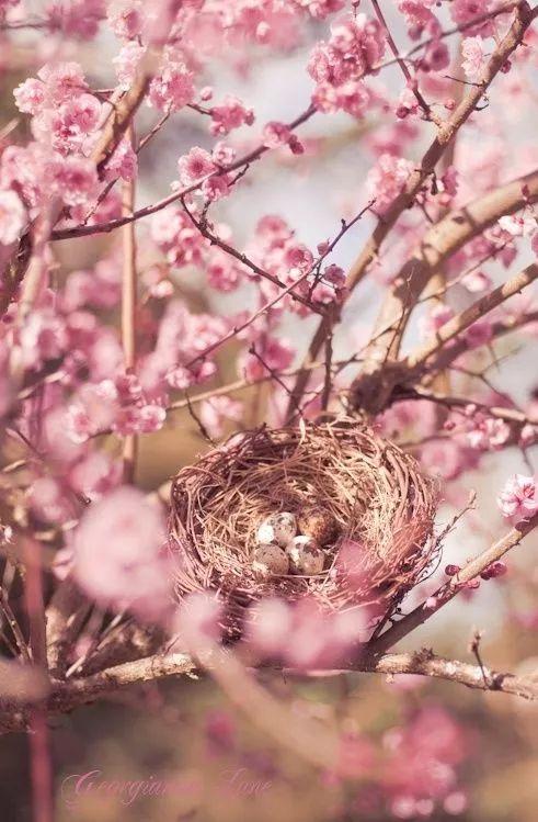 老树长新芽枯木又开花，枯木逢春老树开花