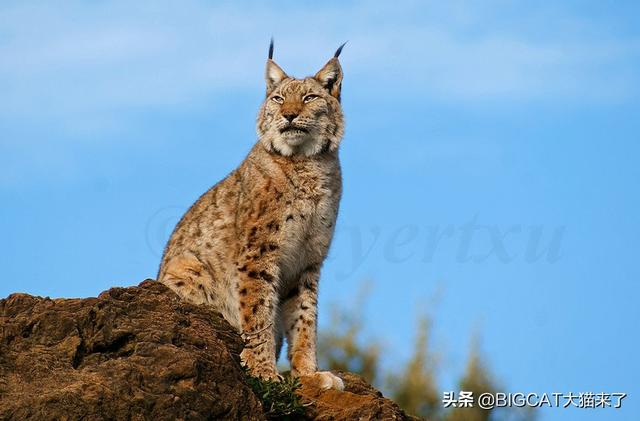 世界上最稀有几种野生猫科动物，会给两个国家的历史留下巨大污点