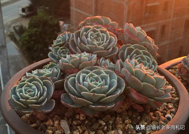 多肉植物玉蝶怎么养新手必看，记好3点养护细节