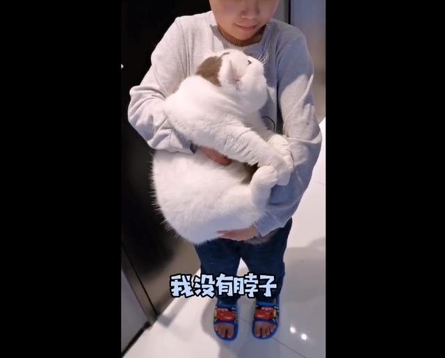 肥胖加菲猫(肥脸加菲猫多少钱)