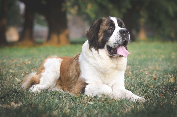 英国最受欢迎的十大名犬，2019英国人最爱狗狗前10名
