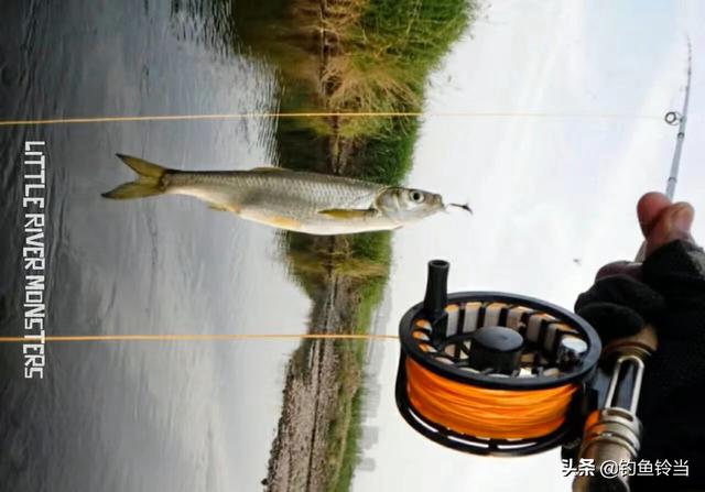 路亚钓白条的方法和技巧，白条只能手竿钓