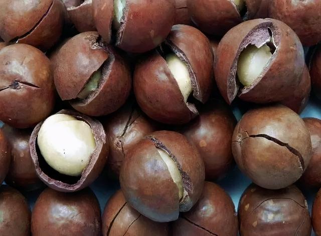 夏威夷果长什么样，原来夏威夷果是长这样的（夏威夷果：“名不副实”的坚果）