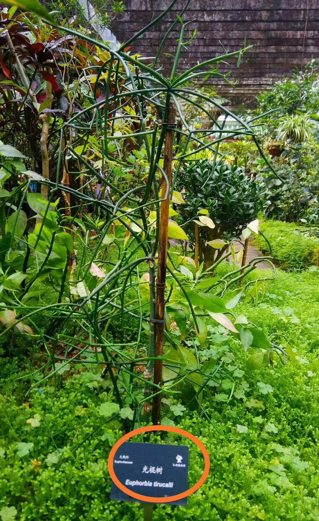 深圳市仙湖植物园，深圳仙湖植物园适合夏天逛吗（深圳仙湖植物园现场实拍图来了）