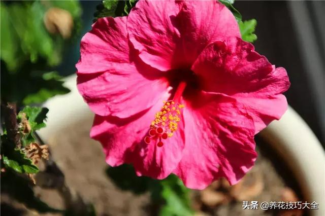 四季开花的花卉，十种四季开花的花卉有哪些（俏丽多姿的花卉）