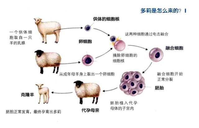 关于克隆的争议，克隆羊多莉成功的原因（别以爱宠物之名，滥用克隆技术）