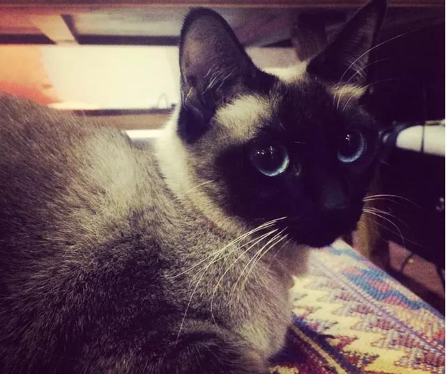 哪个品种的猫咪最粘人最调皮，世界5大最粘人的猫咪