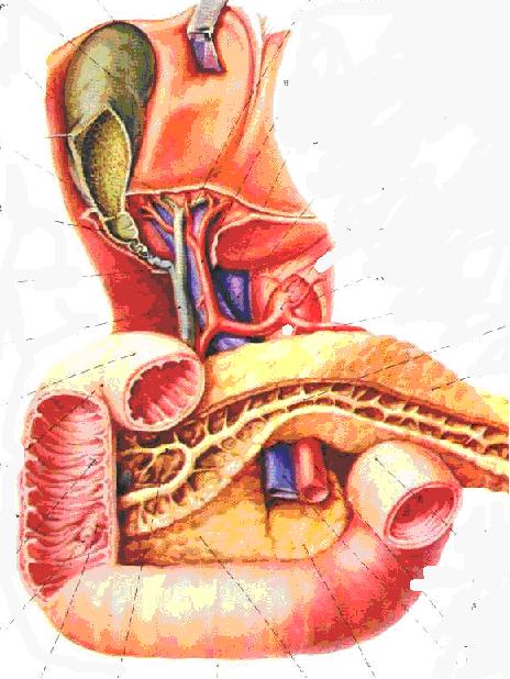 下腔静脉解剖图，颈外静脉分支血管解剖图（如何经肝脏测量下腔静脉图示）