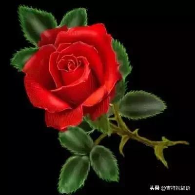 情人节送玫瑰花的含义5201314， 送你999玫瑰花，祝你爱情甜甜蜜蜜