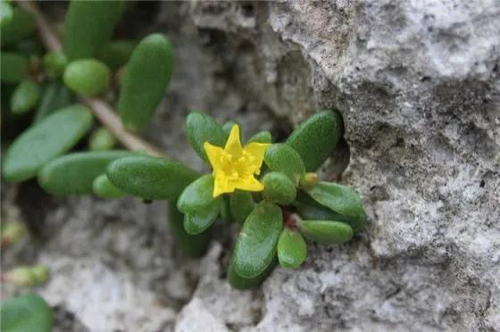 多肉植物种类科普，100种常见多肉图鉴