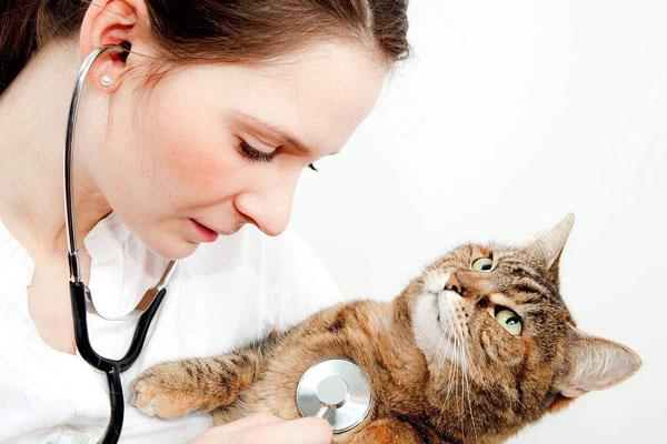 猫传腹早期症状，猫咪得传腹有什么症状（可能是得了“猫传腹”）