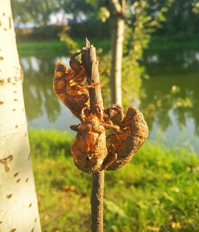 蝉一共有几种种类，青岛当地叫“截流”。主要有三种