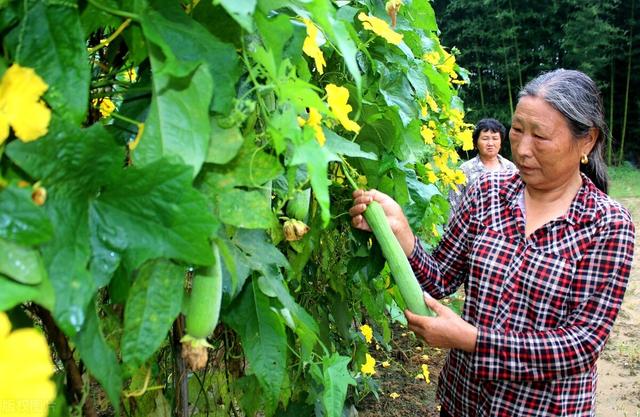 丝瓜什么时候种，丝瓜种植方法多长时间能成熟（想要丝瓜长得好）