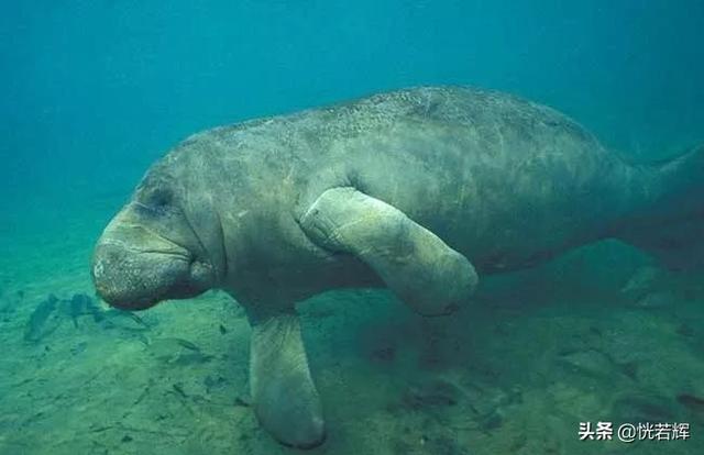 世界最大的淡水哺乳动物，这些动物有一个共同点