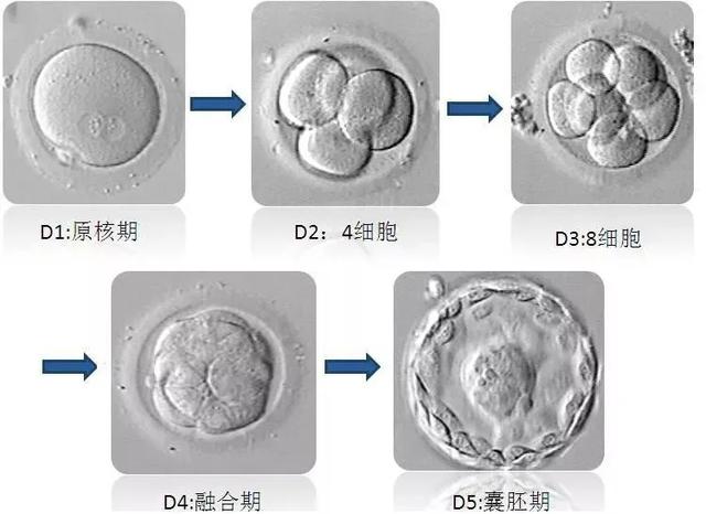 囊胚分几个等级，养囊胚有几个等级（囊胚4bb、4ab、4cb是什么级别）