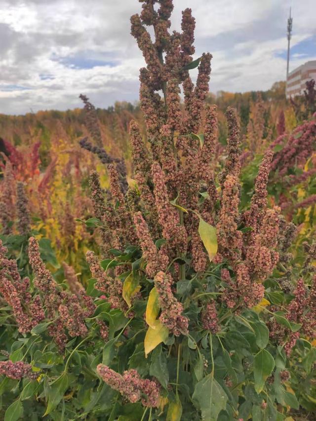 藜麦的作用与功效，藜麦的功效（藜麦作用和功效）