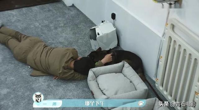 朱正廷养宠物综艺，朱正廷、张雨剑与流浪狗同居的节目