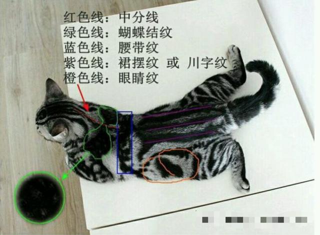 美短虎斑加白小时候，宠物知识银色标斑