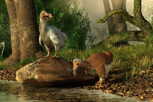 渡渡鸟其实没有灭绝，渡渡鸟是人为灭绝的吗（为什么渡渡鸟灭绝了）