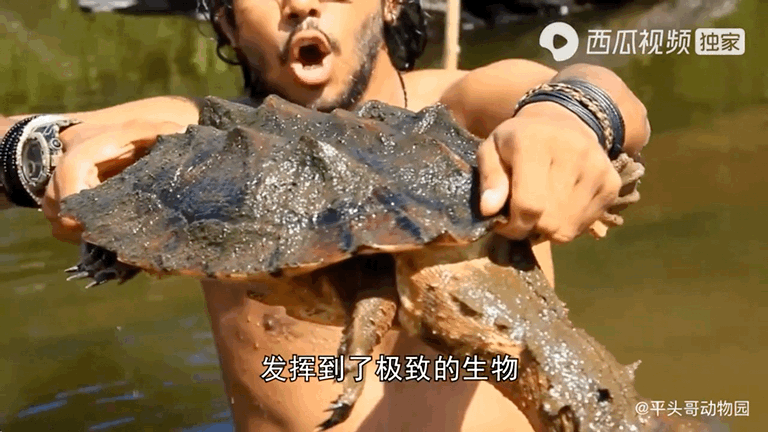 吸血的动物有哪些，最凶狠的十种吸血动物