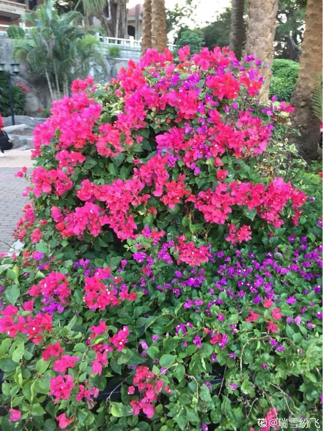 春夏秋冬四季什么花好看，这十种花几乎一年四季都开花