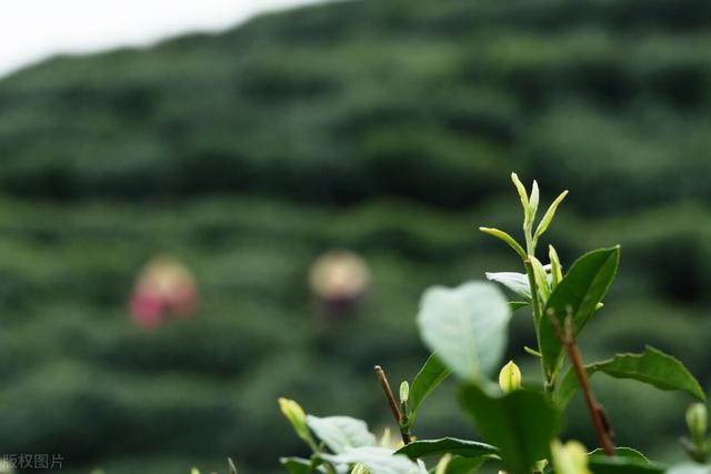 怎么正确泡龙井茶，但你知道怎样泡吗