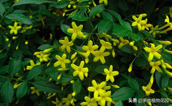 迎春花和连翘花的区别，迎春花和连翘如何区别（4步教您如何区分迎春和连翘）