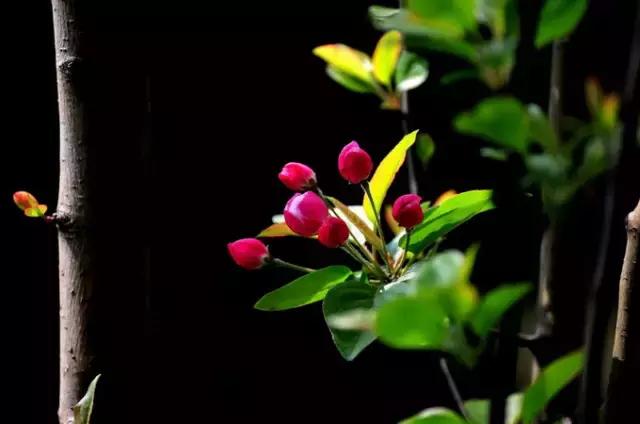 含苞海棠花诗句，醉美海棠花诗词